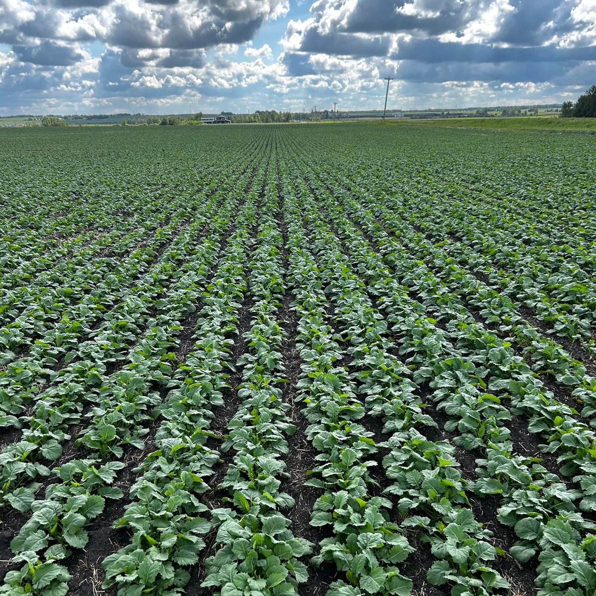 AlbertaAGCentre's tweet image. Now that is one fine looking canola crop right there! This crop was planted by H. Feitsma Farms, out of Ponoka, AB using a #Seedmaster #UltraSR, planted at 2.8lbs an acre resulting in approximately 260,000 plants per acre.

#AlbertaAGCentre #plant24 #canola #farming #agriculture