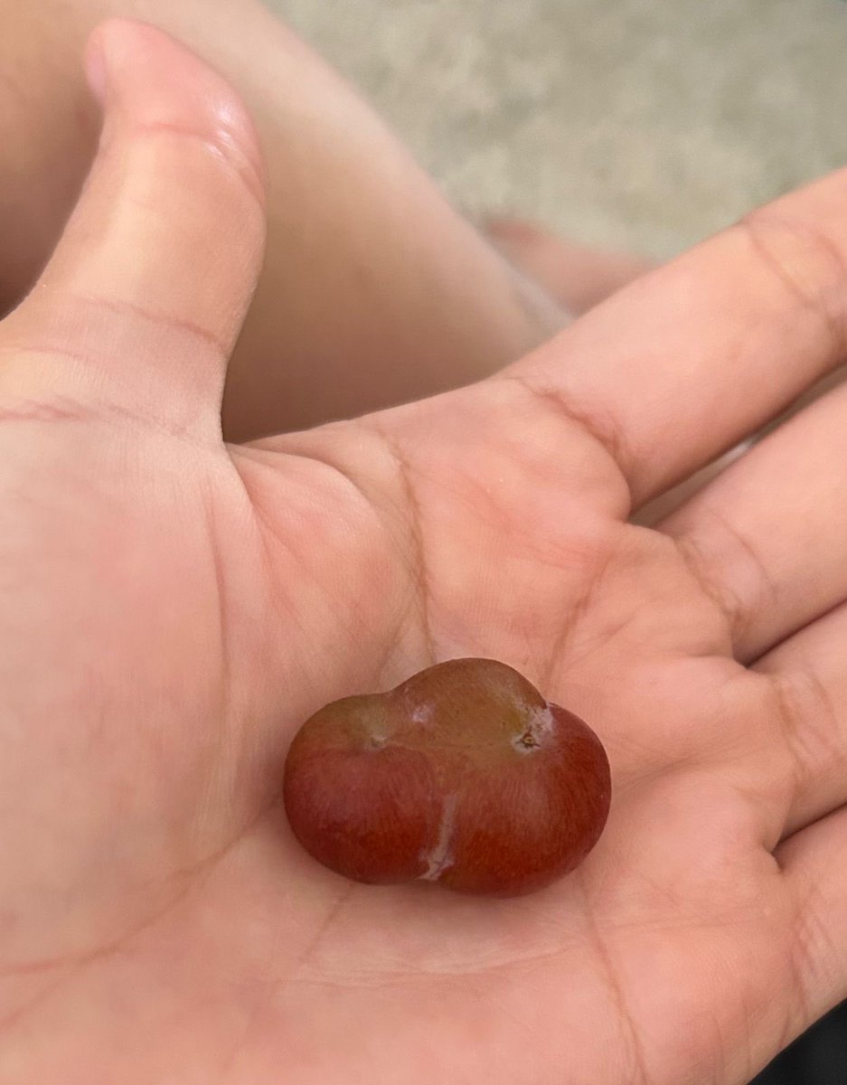 A Triple Grape
Una Uva Triple
<a href="/SandyPokk/">Sandra Esther Perez Cuellar</a> 
#Rare #Grapes #Amazing