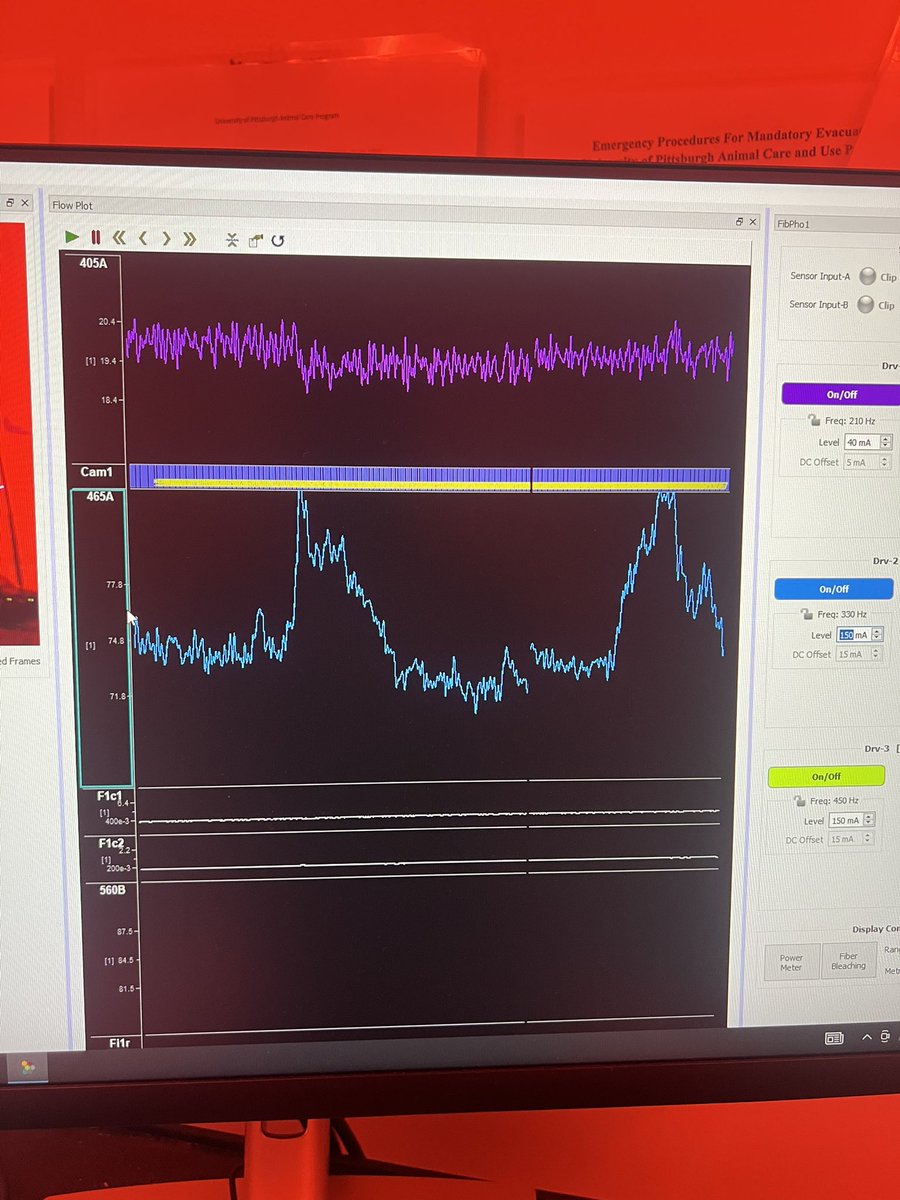 Beccaaa_57's tweet image. baby’s first fiber photometry signal
PFC PV-INs 🫶🫶