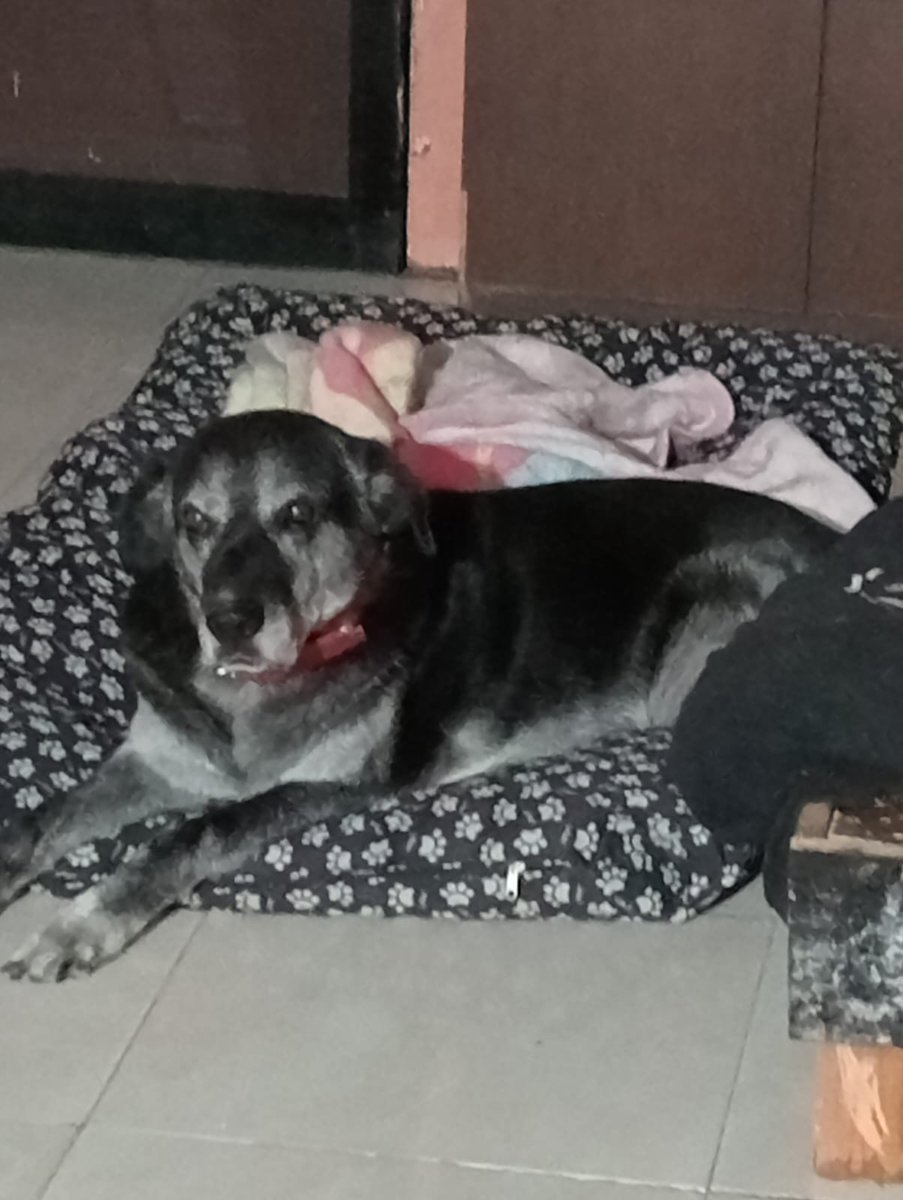 VIBRAmascotas's tweet photo. Maximo no encuentra casita, es muy difícil que alguien adopte a un perro viejito. Es muy sano pero ya le cuesta trabajo subir escaleras, lo ideal para el es estar en una planta baja.  
Por favor alguien que lo adopte #rt #sos #adoptaNoCompres wats 5548724347 https://t.co/7vcHDA5Bhx