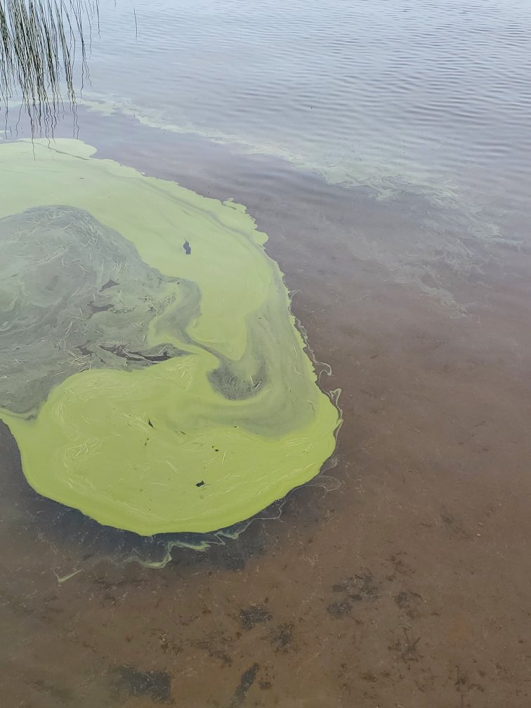 We’ve seen several harmful algal blooms (HABs) across the #Adirondacks this week. If you see a bloom avoid contact as it could contain toxins. <a href="/paulsmiths/">Paul Smith's College</a> <a href="/ADK_Watershed/">Adirondack Watershed Institute</a> staff are out sampling as many blooms as possible to identify the cyanobacteria present and test for toxins.