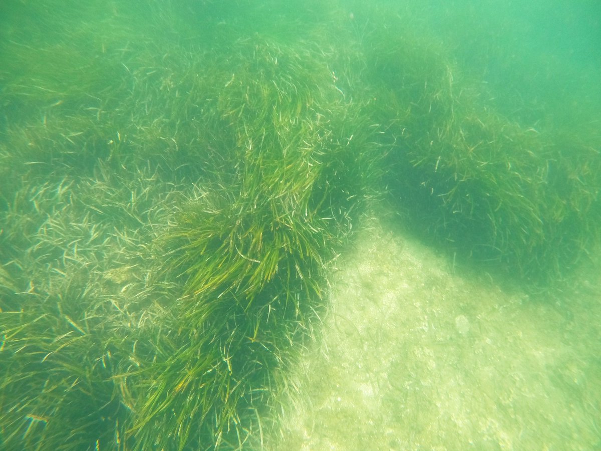 Mariana Lima tweet media