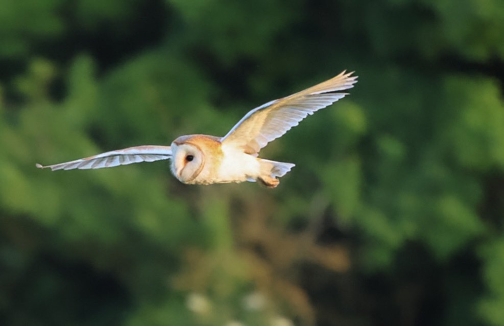 Lovely evening watching this local barn owl hunt and fly around, never know what lens to put on as it’s so unpredictable!