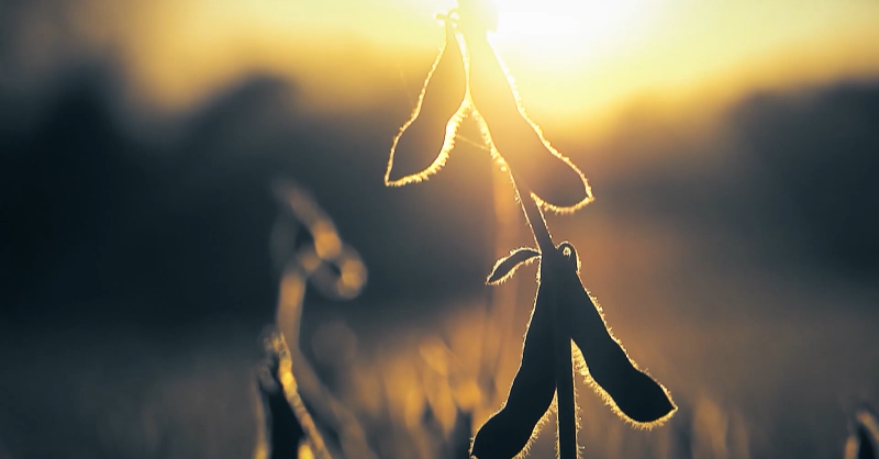 CleanFuelsAA's tweet photo. Tune in to @AETV on June 22 at 1 p.m. for the premiere of @UnitedSoy's documentary, GroundBreaking: A Story of Innovation, which explores all the unexpected ways #USSoy is powering our planet &amp; its people. #ussoy #GroundBreaking #UnitedSoybeanBoard #SoybeanVersatility