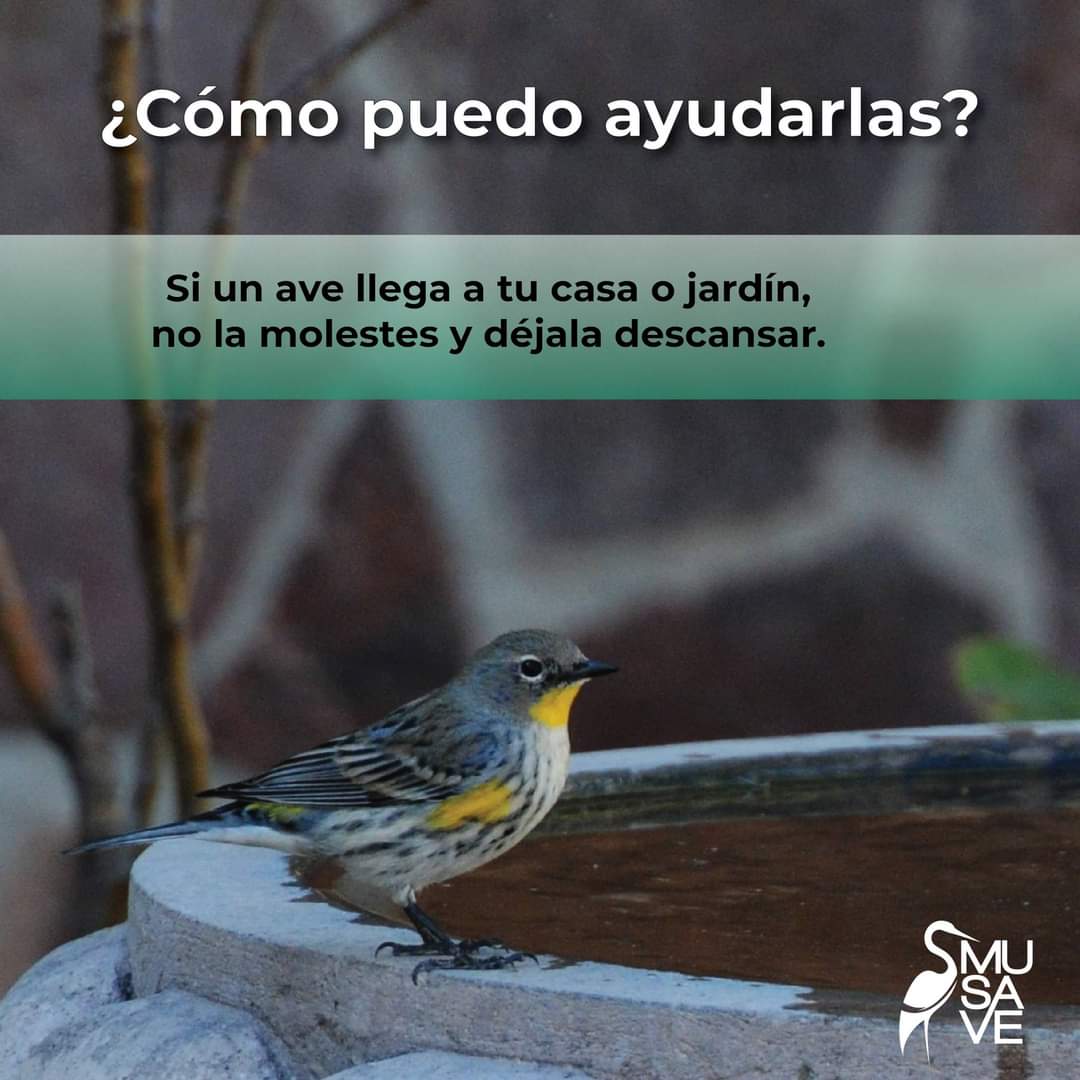Suzu_LaPajarita's tweet photo. ¿Por qué las tormentas pueden ser peligrosas para las aves?🐦⛈ https://t.co/1RiYK6ebE5