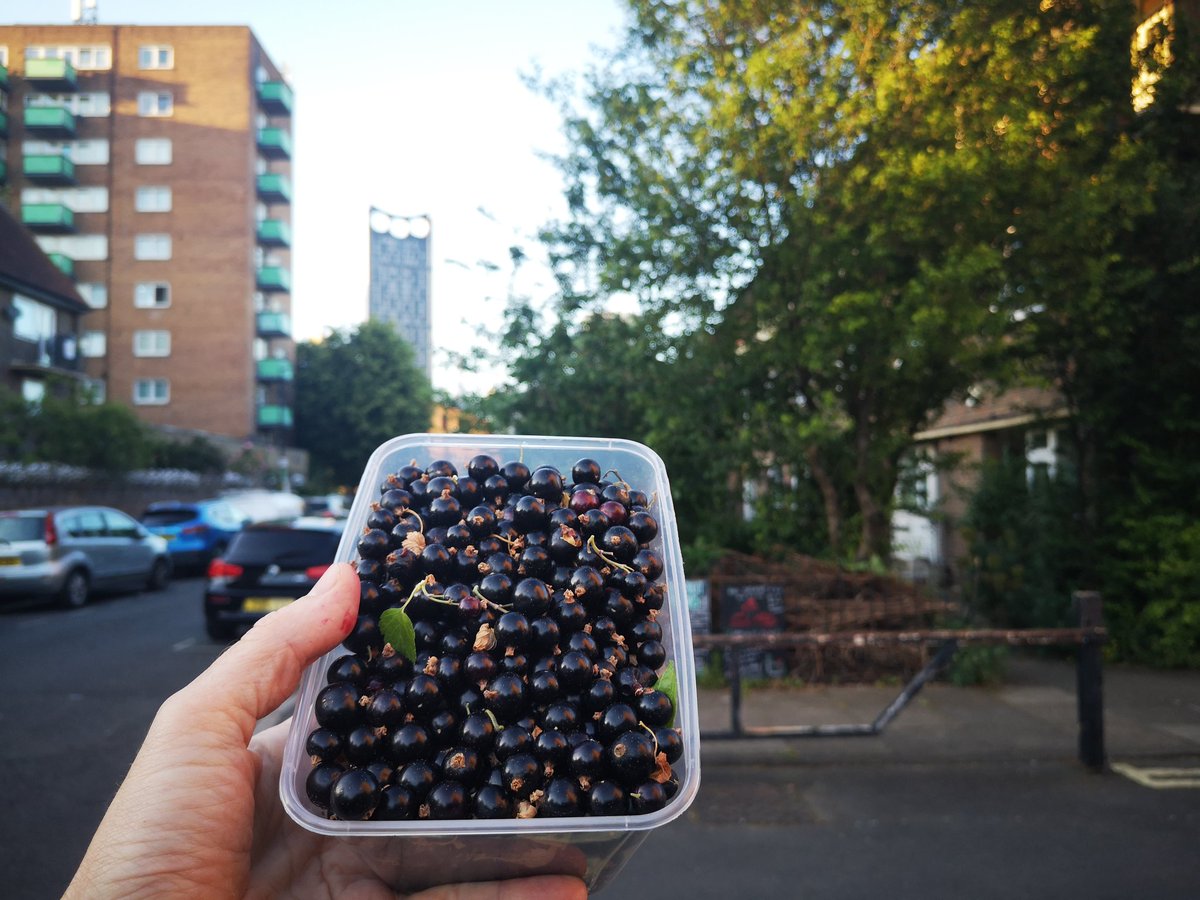 🫐 #streetfood 
Mid-summer crop of blackcurrants from the Alberta Fruit Commons on the Alberta Estate, #Walworth near Elephant &amp; Castle, South London, making use of small areas of council land for community food growing.  albertatra.org/alberta-fruit-…