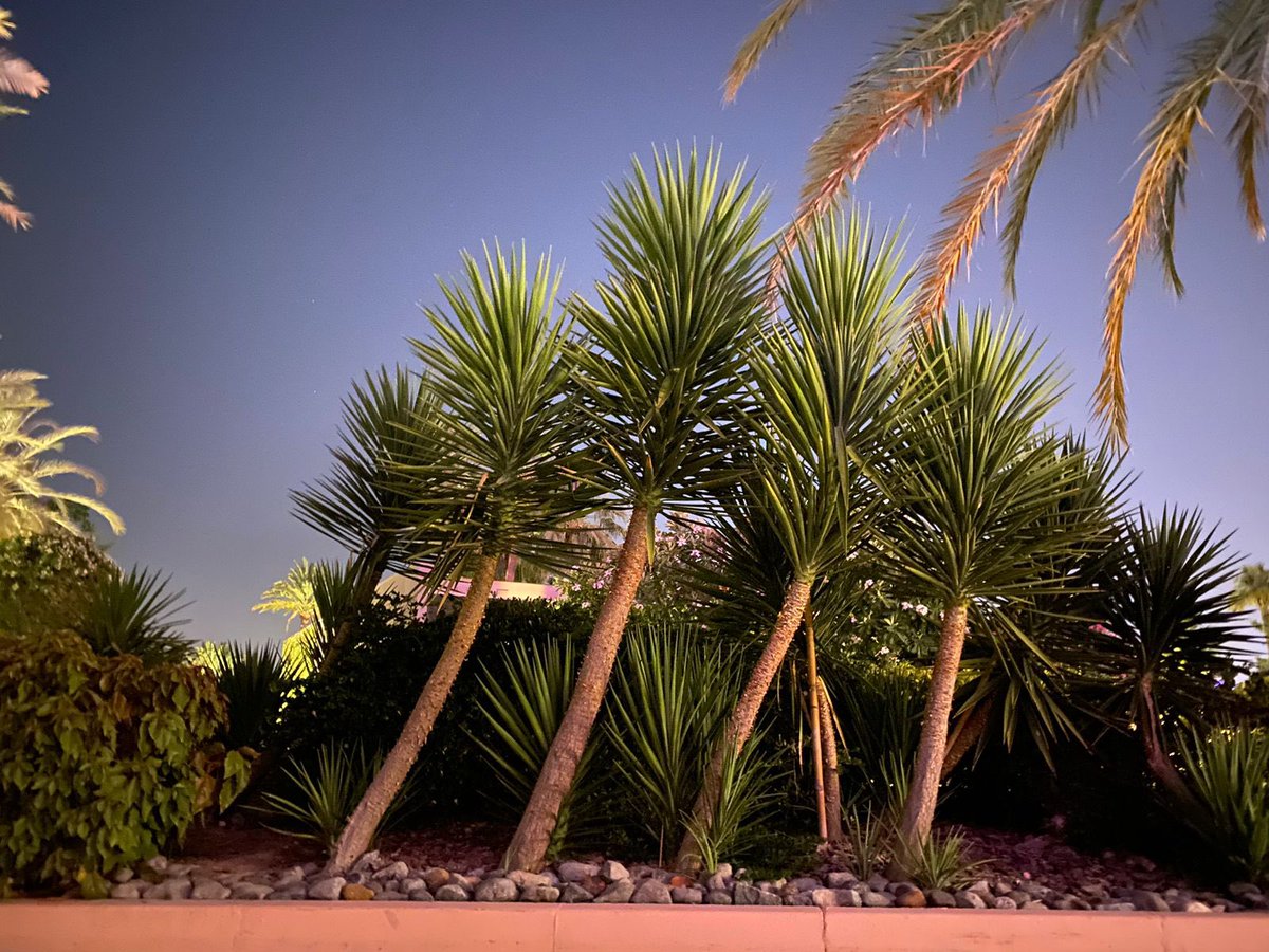 Look the Beatles of trees!

#photooftheday #photography #art #nature #music #beatles #beatlemania