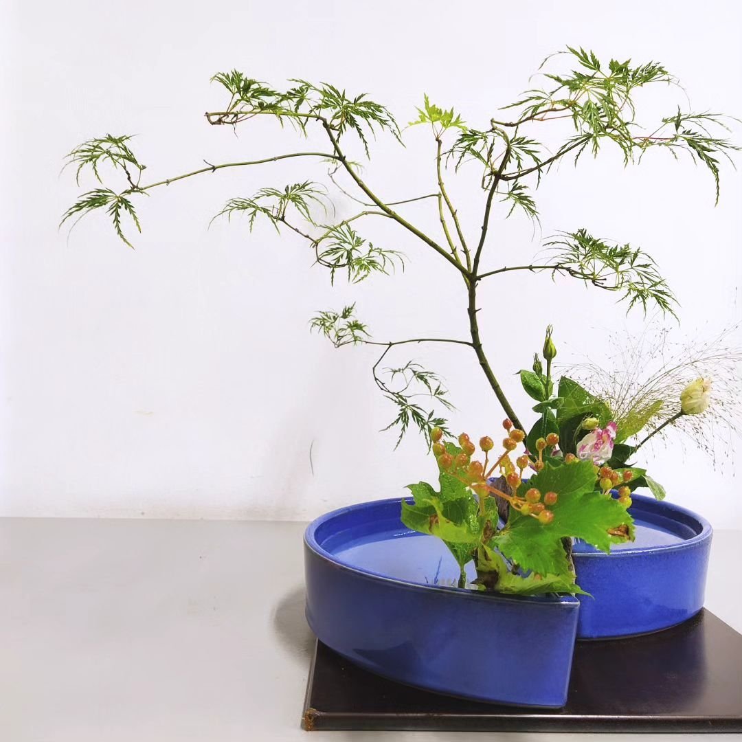 Mi último ikebana del curso 2023/24 hoy estilo libre jiyuka 
2033/24年度最後の生け花です。今日の私の生け花です。自由花 です。
<a href="/ikenobo550/">いけばな池坊【公式】</a> <a href="/Carmen_Lomana/">Carmen Lomana</a> <a href="/FIONAFERRER/">Fiona Ferrer-Leoni</a> <a href="/asanact/">Antonia San Juan</a> <a href="/rossydpalma/">rossydepalma</a> <a href="/shiranmaki/">紫蘭まき</a> <a href="/BisilaBokoko/">Bisila Bokoko</a>