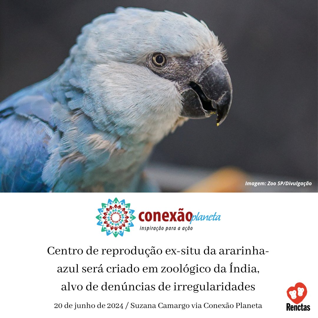 Acesse a matéria completa de Suzana Camargo na bio do @_conexaoplaneta.

#renctas #tráficodeanimais #cites #ararinhaazul #spix #icmbio #ibama #fiscalizaçãoambiental #faunasilvestre #bastadecaça #ACTP