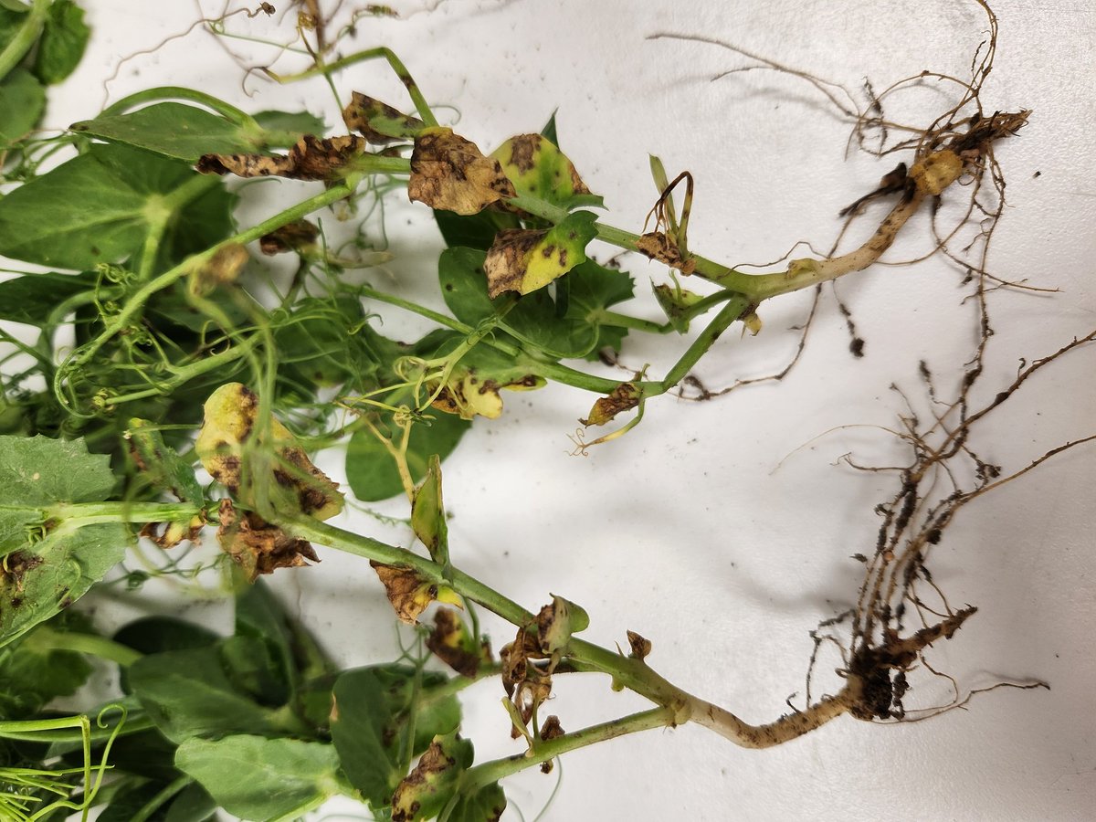 syamachat's tweet photo. Today, it's Ascochyta/Mycosphaerella blight on peas. It's been a while since I've seen it show up this early and pretty high up in the canopy already! Check out @AlbertaPulse website for an Ascochyta score card to help make decisions on whether to spray a fungicide. https://t.co/mZwCkJPtE0