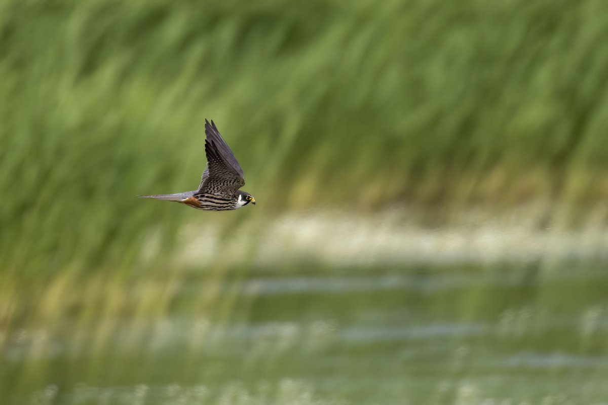 GPCbirding's tweet photo. Ive had a great Hobby photo year so far but think today's are the best so far in spite of some heat shimmer - difficult to know just how much to crop https://t.co/sTQJ9UsRCZ