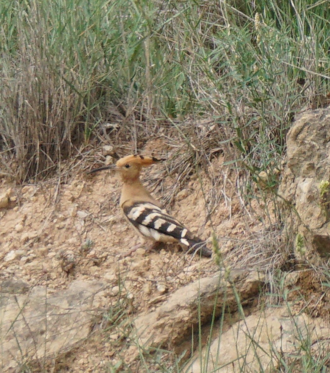 jmpicasprat's tweet photo. Estem a mitjans de juny i la primera #marcenca #culebrera que veig. #puput #abellerol #rossinyol #ocells #birds #ocellsdecatalunya #ocellsdavui #casserres #berguedà https://t.co/AiXRSTvqfq