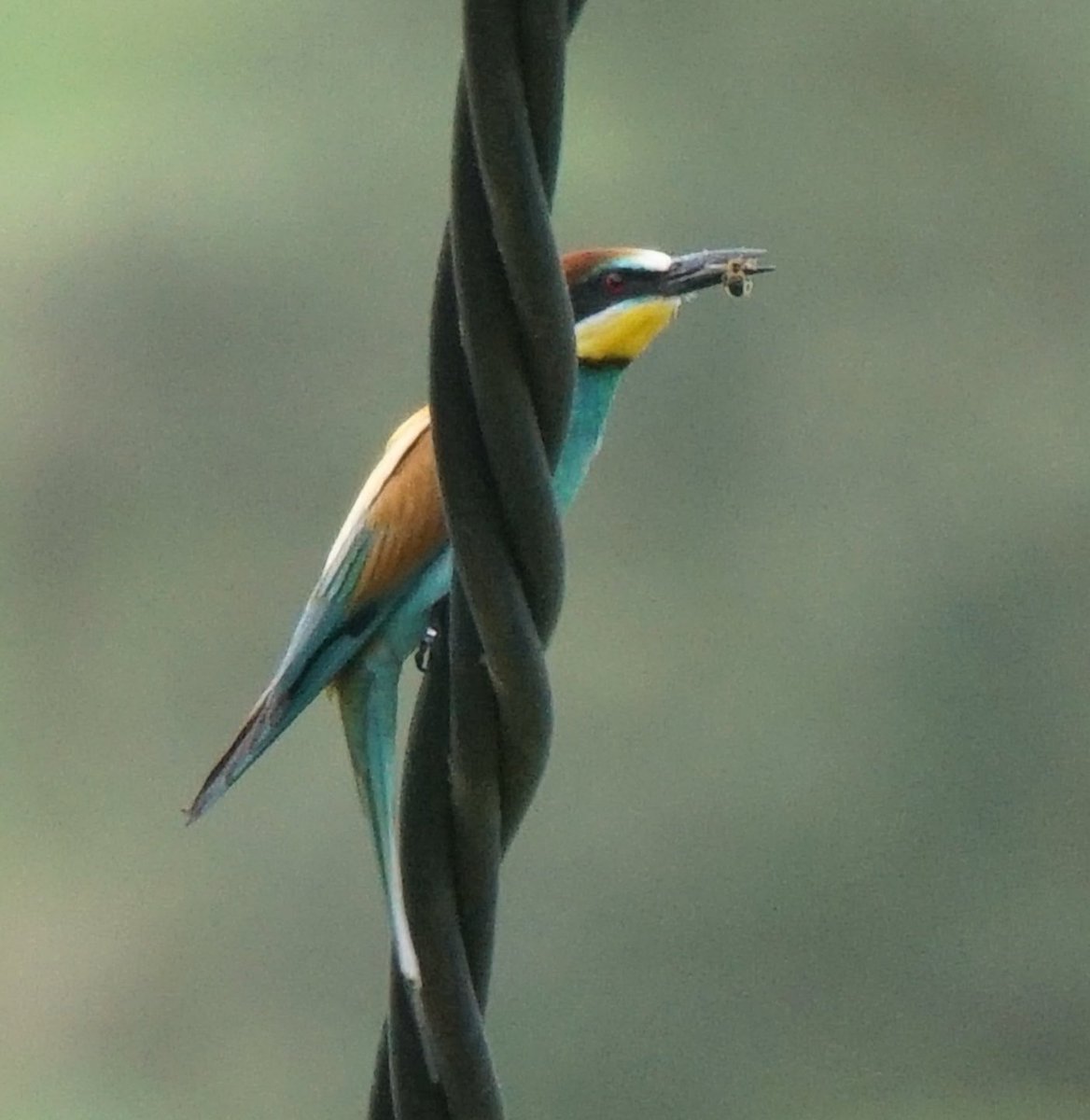 jmpicasprat's tweet photo. Estem a mitjans de juny i la primera #marcenca #culebrera que veig. #puput #abellerol #rossinyol #ocells #birds #ocellsdecatalunya #ocellsdavui #casserres #berguedà https://t.co/AiXRSTvqfq
