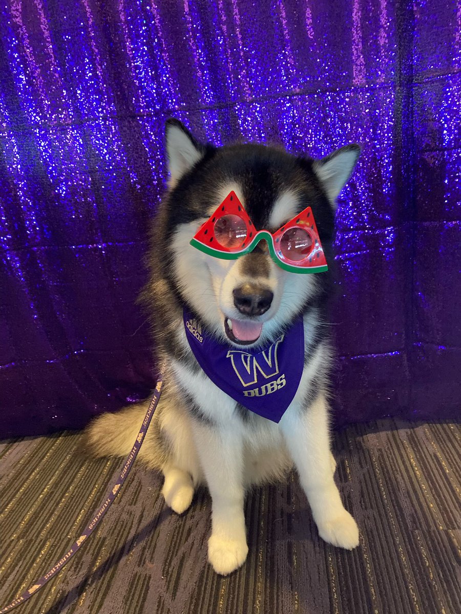 DubsUW's tweet photo. Summer is here! 🐾 https://t.co/hu9nTEIZmE