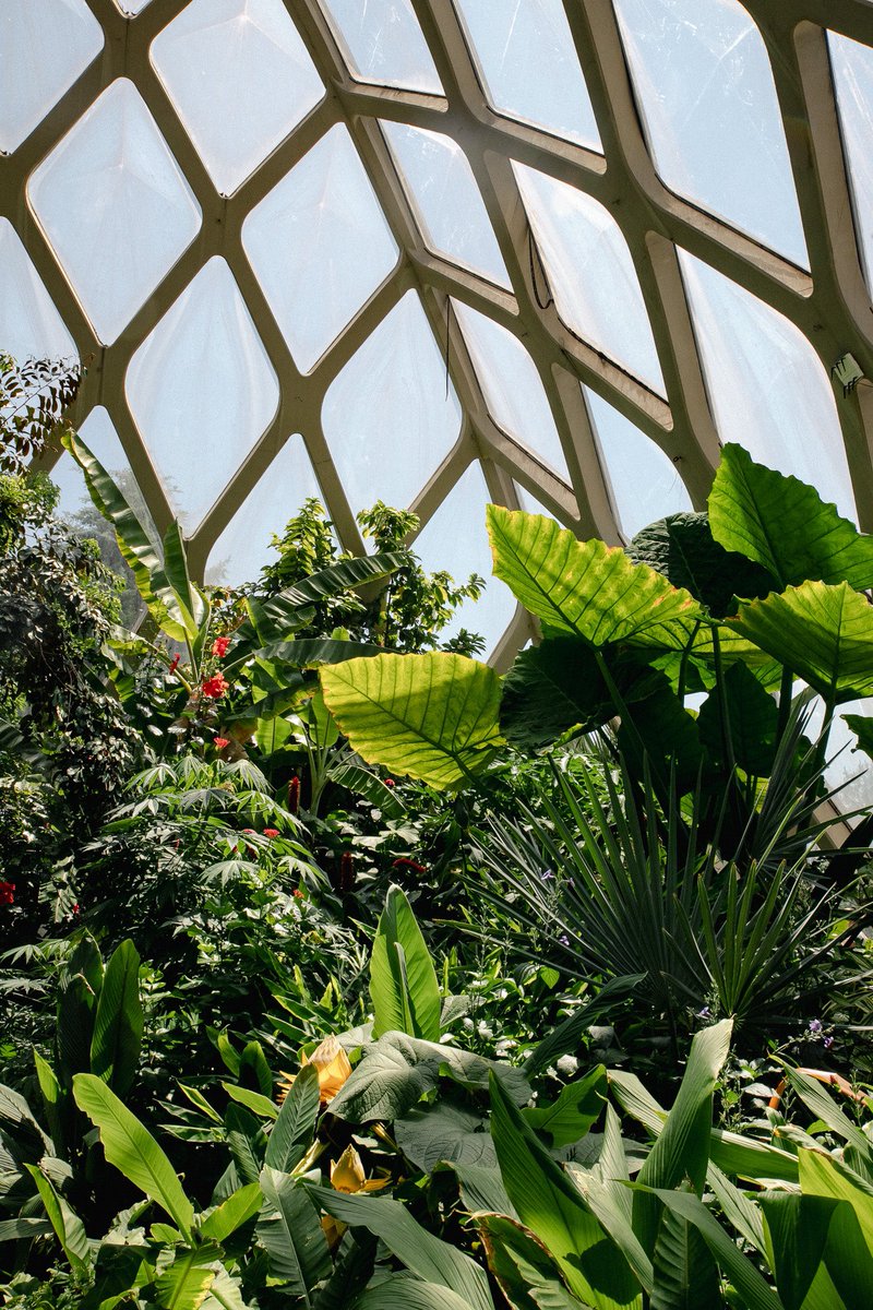 ansleycrabtree's tweet photo. Inside @denverbotanic Boettcher Memorial Tropical Conservatory designed by Victor Hornbein and Ed White Jr. (1966) https://t.co/SrqNFZsxPs