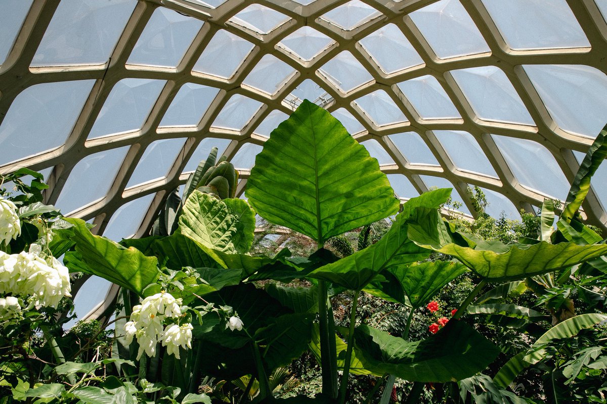 ansleycrabtree's tweet photo. Inside @denverbotanic Boettcher Memorial Tropical Conservatory designed by Victor Hornbein and Ed White Jr. (1966) https://t.co/SrqNFZsxPs