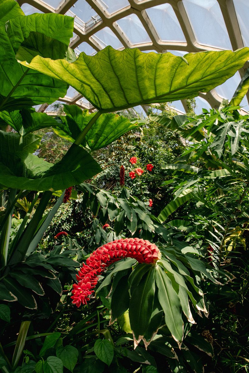 ansleycrabtree's tweet photo. Inside @denverbotanic Boettcher Memorial Tropical Conservatory designed by Victor Hornbein and Ed White Jr. (1966) https://t.co/SrqNFZsxPs