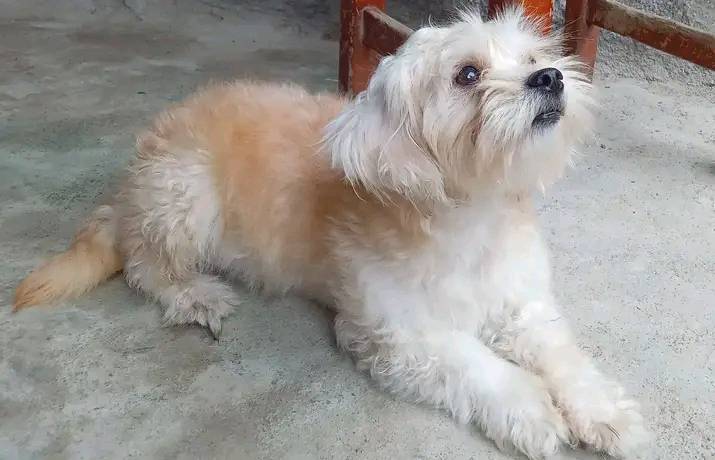 AlertaMePerdi's tweet photo. #PERDIDA #MACHALA
Nombre: #ROMINA
Fecha: 24/05/24
Sector: Sur, Florida 5, Av. Las Américas entre Juan Palomino
Sexo: Hembra
Raza: Mestiza
Obsv.: Pelaje color blanco, largo, tamaño pequeña, esterilizada
Contacto: 0994476833
¡Ayúdala a volver con su familia!
#AlertaMePerdí https://t.co/KhlYrsC2iL