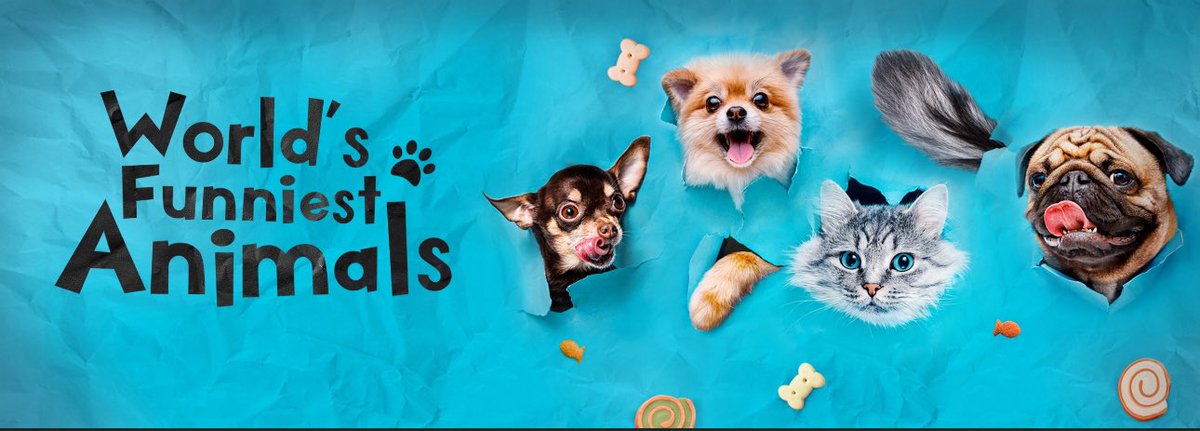 World’s Funniest Animals returns tonight at 9:30 <a href="/TheCW/">The CW</a>