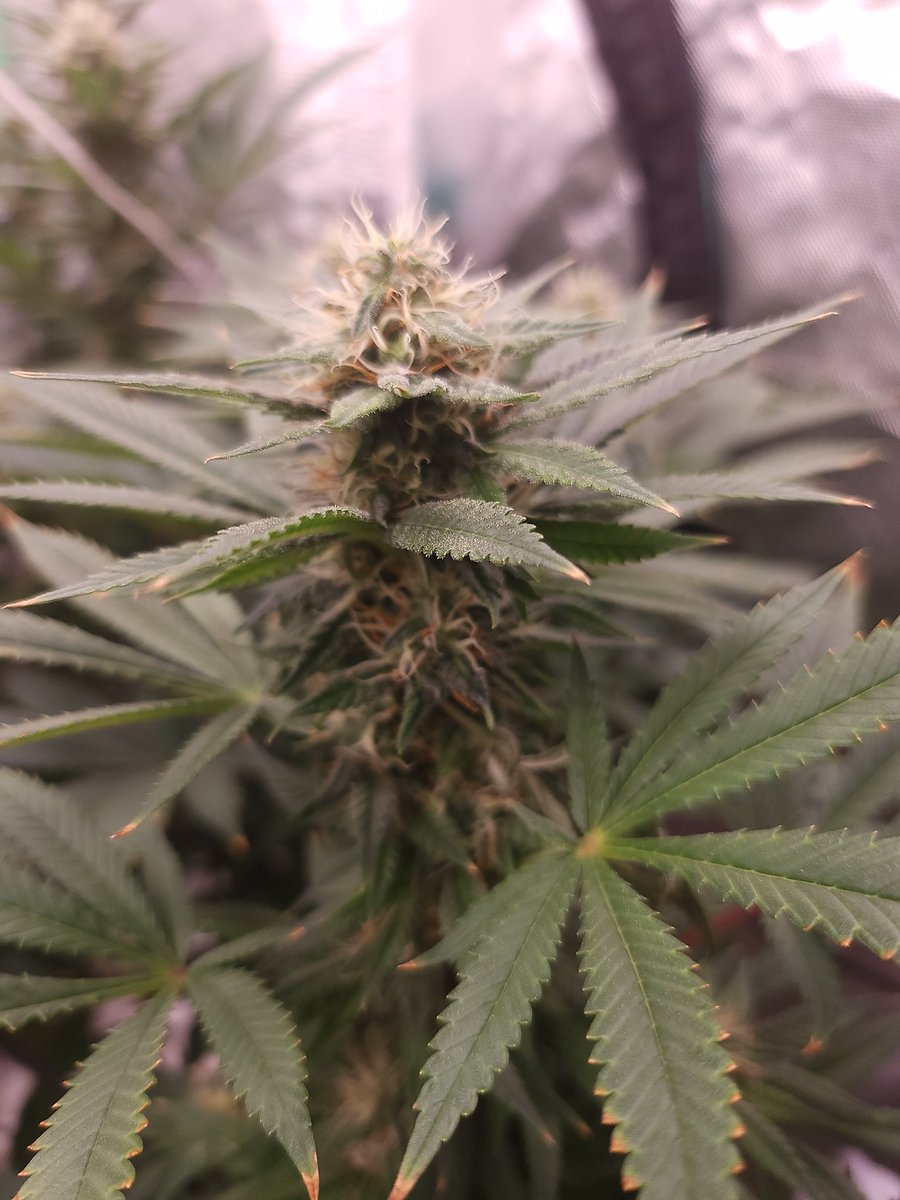 Bohnz_'s tweet photo. #TigerLites Another monster. Cross is ((ogkb x old mother ghani) x (Northern Lightes 2 x 88G13 Hashplant)) Crowns a plenty and just absolute towers.
#craftbud #growyourown #cannabisculture #weedlife #weed #growmies #homegrown #weedporn https://t.co/lZvb71XAxI