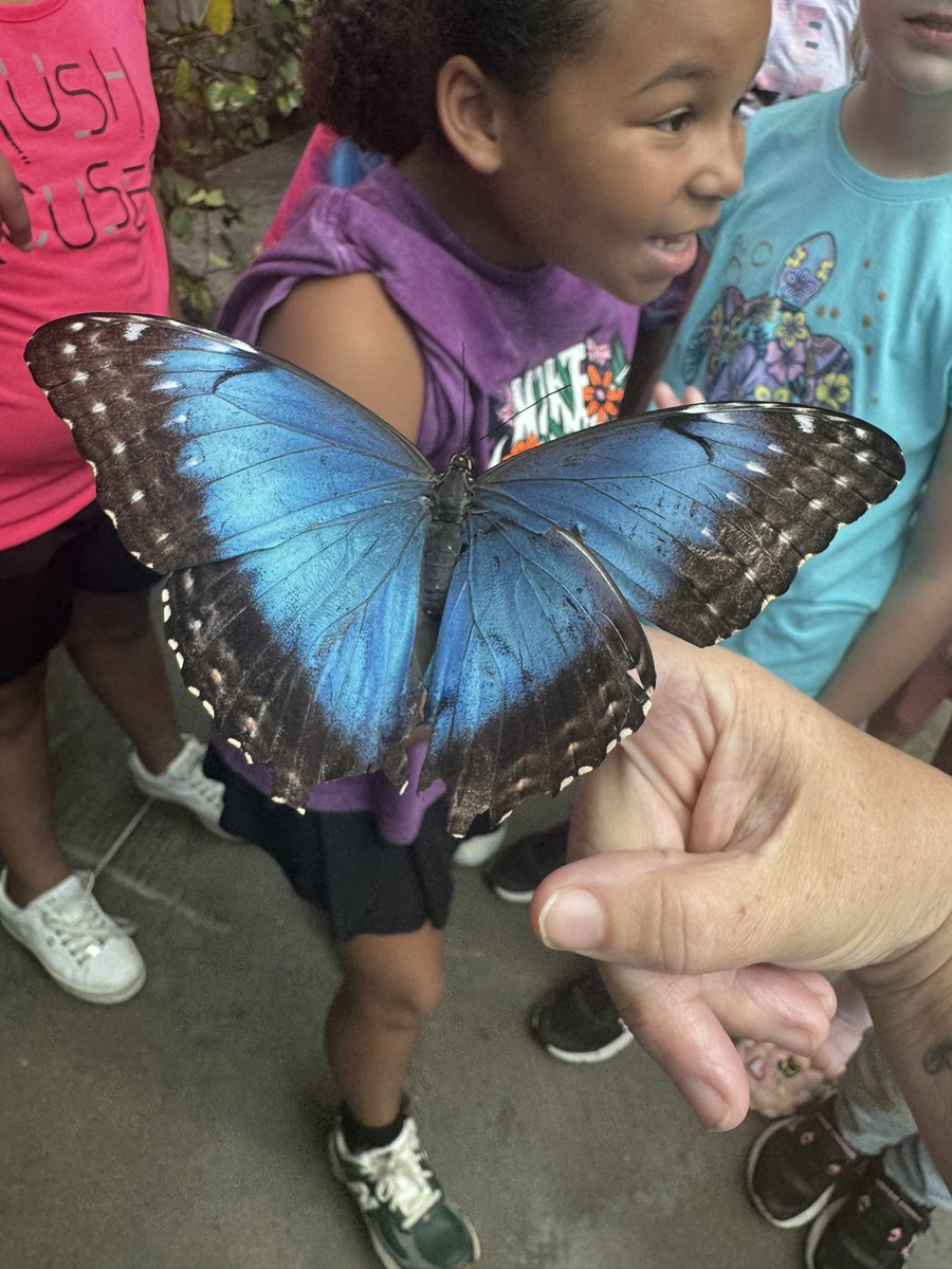Glenwood Elementary (@glenwoodcubs) on Twitter photo The butterfly garden <a href="/TNAquarium/">Tennessee Aquarium 🐢</a> was beautiful and gave us an up close look at pollinators! Special thanks to <a href="/orpsef/">ORPS Ed. Foundation</a> for all these smiles! <a href="/ORSchools/">Oak Ridge Schools</a> <a href="/WBESbears/">Willow Brook Elementary School</a> <a href="/LindenLion/">Linden Elementary</a> <a href="/WoodlandHawks/">Woodland Elementary</a> The butterfly garden <a href="/TNAquarium/">Tennessee Aquarium 🐢</a> was beautiful and gave us an up close look at pollinators! Special thanks to <a href="/orpsef/">ORPS Ed. Foundation</a> for all these smiles! <a href="/ORSchools/">Oak Ridge Schools</a> <a href="/WBESbears/">Willow Brook Elementary School</a> <a href="/LindenLion/">Linden Elementary</a> <a href="/WoodlandHawks/">Woodland Elementary</a>
