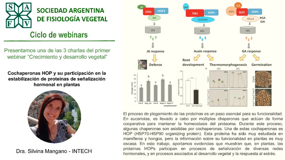 🌱Adelantamos info sobre las maravillosas charlas que tendremos en nuestro primer webinar "Crecimiento y desarrollo vegetal". Empezamos con Silvina Mangano quien nos hablará de cochaperonas y señalización hormonal. Viernes 28/6 10 h (GTM -3). Inscripción: forms.gle/cjVfNDrgDfLca5…