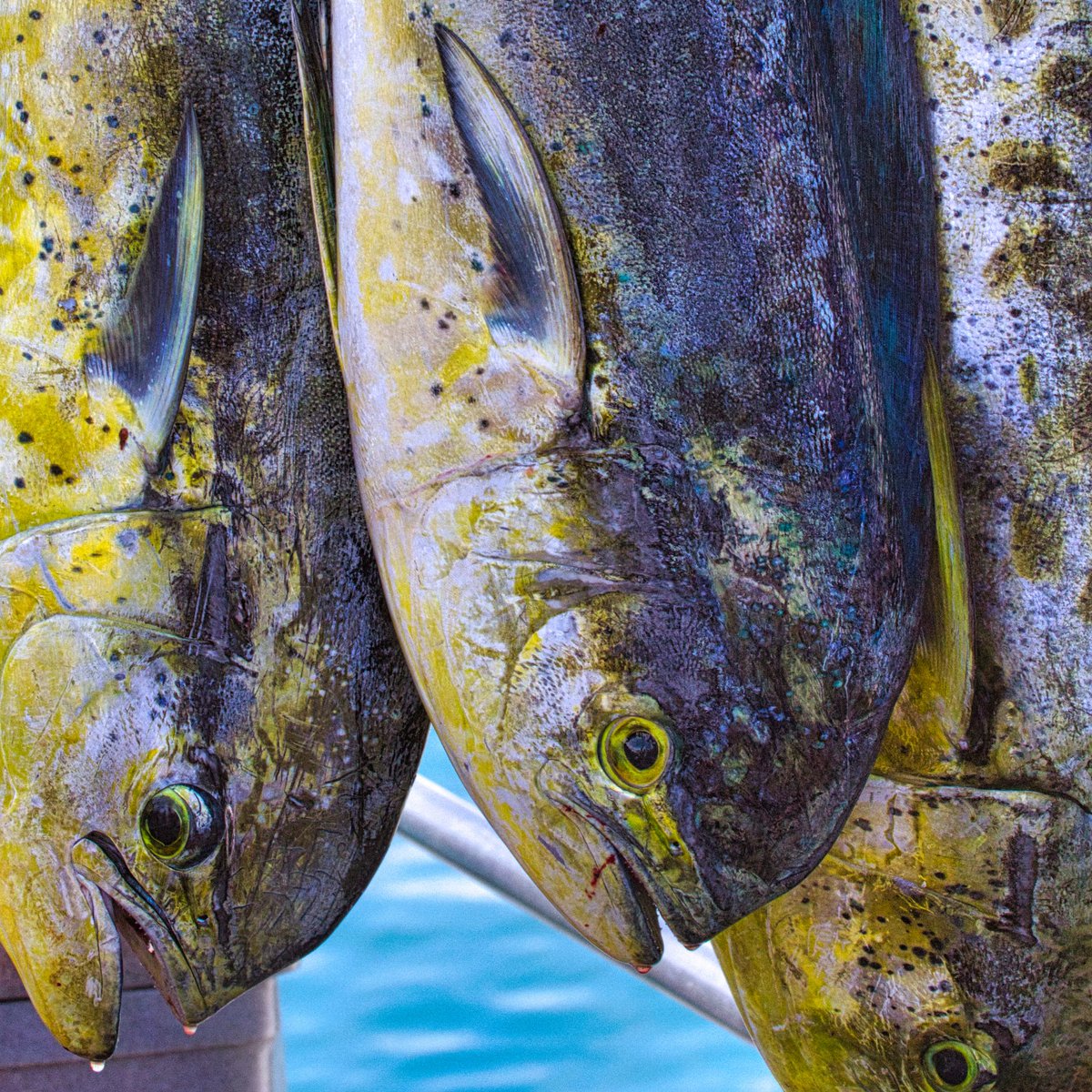 FishChoice tweet media