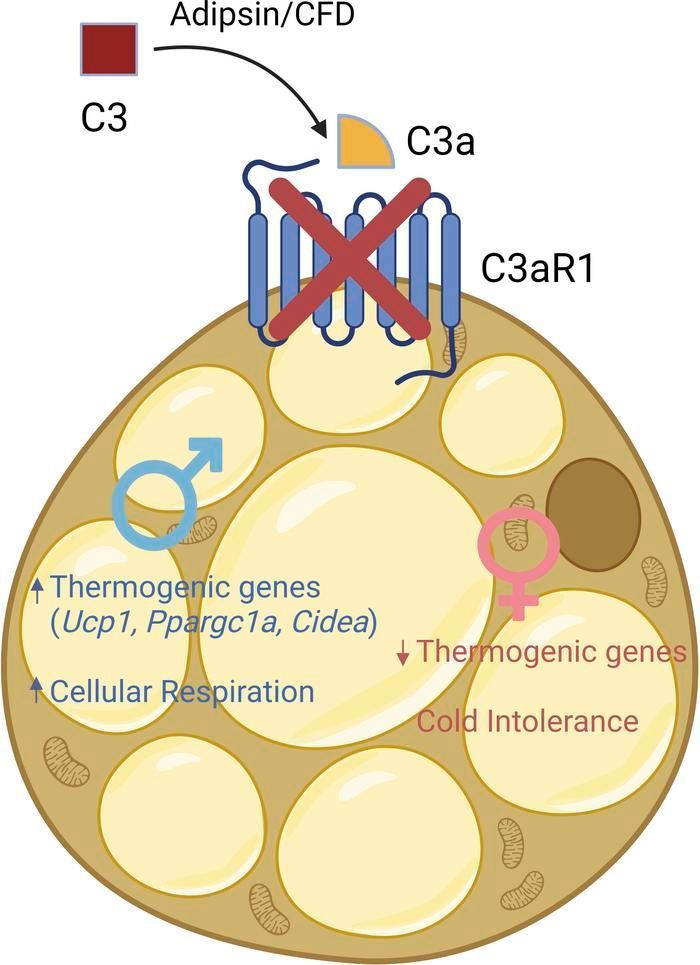 ASCI (@the_asci) on Twitter photo ASCI member James C. Lo <a href="/WeillCornell/">Weill Cornell Medicine</a> in <a href="/JCI_insight/">JCI insight</a>:
Adipsin and adipocyte-derived C3aR1 regulate thermogenic fat in a sex-dependent fashion: buff.ly/3VOK4DO
#Inflammation #Metabolism ASCI member James C. Lo <a href="/WeillCornell/">Weill Cornell Medicine</a> in <a href="/JCI_insight/">JCI insight</a>:
Adipsin and adipocyte-derived C3aR1 regulate thermogenic fat in a sex-dependent fashion: buff.ly/3VOK4DO
#Inflammation #Metabolism