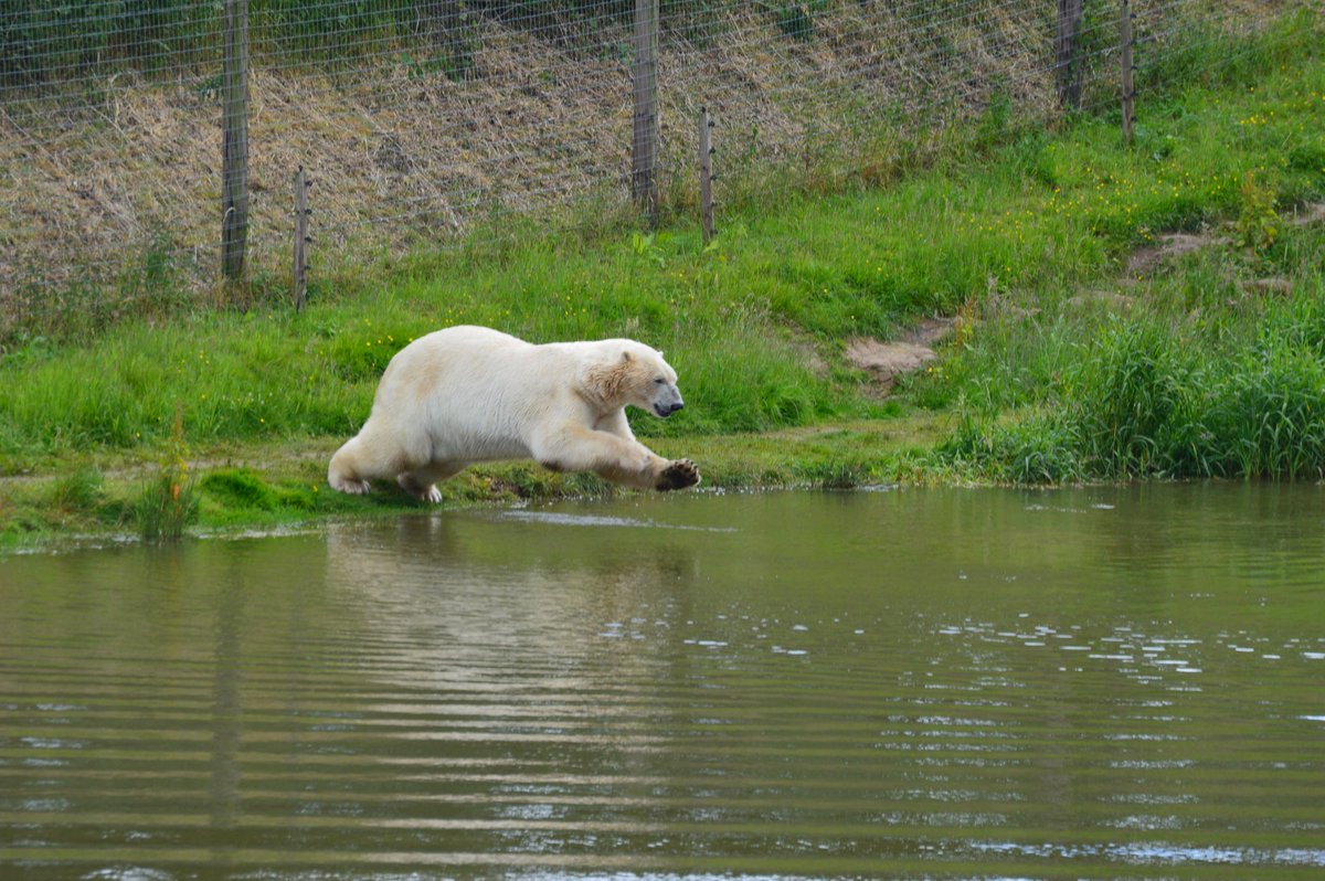 Dental School Research Society (DSRS) tweet media