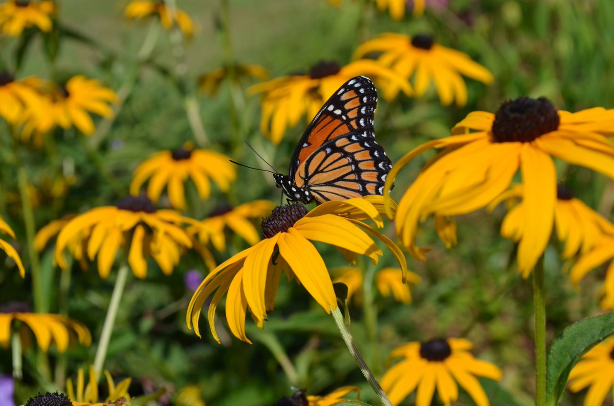 MyPortlandWater's tweet photo. This week we broke ground on our new pollinator garden at the East End Wastewater Treatment Facility. Come check it out and watch it grow! The garden is situated next to the Eastern Promenade Trail. #NationalPollinatorWeek #SupportPollinators #EcoFriendly #GreenSpaces ๐บ๐ฆ https://t.co/kL3KdxOXsv