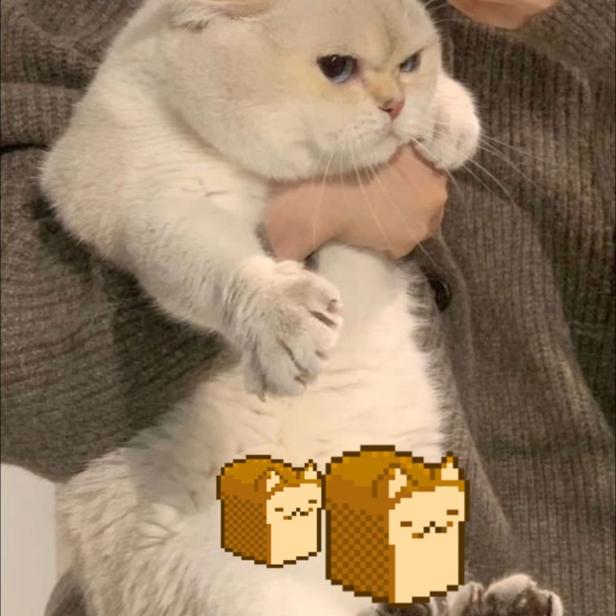 <a href="/LoafCatHQ/">LOAFCAT (CTO)</a> <a href="/TheMoonCarl/">Carl Moon 🌙</a>