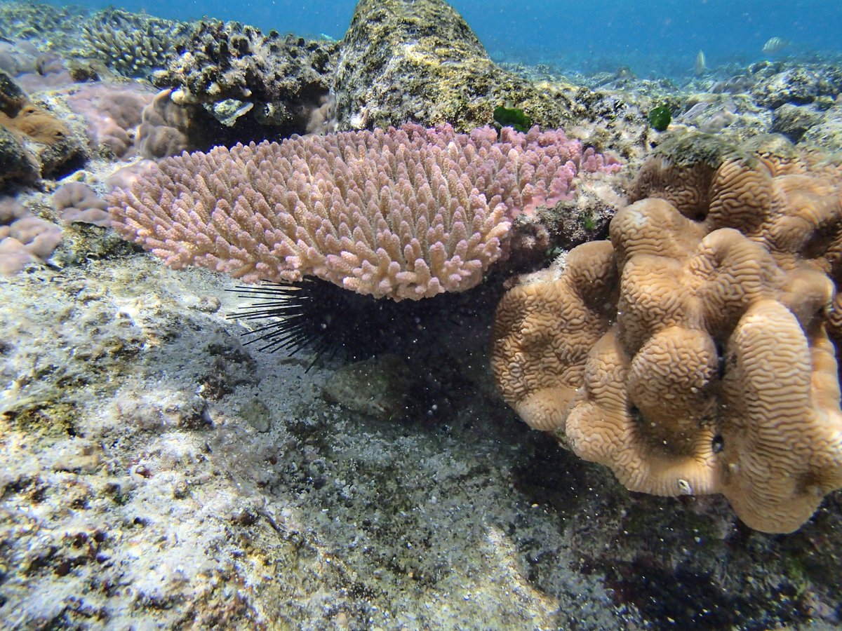 I'm looking for a postdoc to work on some coral genomics projects! Description here, pass it on to anyone you think might be interested!
drive.google.com/file/d/1r4pjf2…