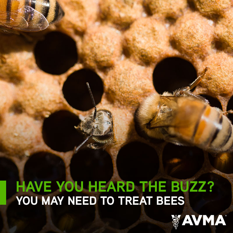 AVMAvets's tweet photo. As an AVMA member, you have access to resources to help increase your knowledge of honeybee medicine...like our "Honeybees: A guide for veterinarians." Download it during #NationalPollinatorsWeek to stay up-to-date on the latest buzz: https://t.co/PrQddUgmpg https://t.co/KiO9JdyJni