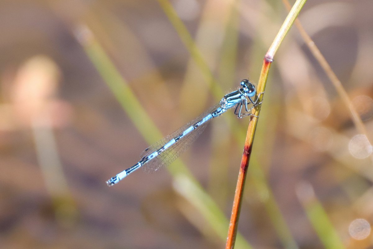An excellent day in the New Forest seeing almost everything I set out to see including Southern Damselfly, Small Red Damselfly, Keeled Skimmer, Roseate Tern, Goshawk and Lesser Butterfly Orchid.