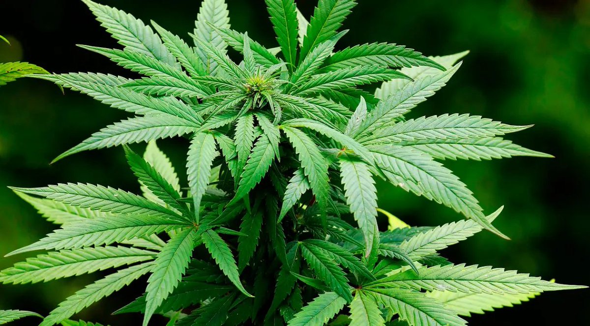 RapMais's tweet image. 🚨 Descriminalização da maconha para uso pessoal no Brasil volta para pauta do STF

O placar na Suprema Corte era de 5 votos a 3 para a legalização, fixando em 60 gramas de maconha ou 6 plantas fêmeas o critério quantitativo para caracterizar o consumo pessoal.

Cármem Lúcia deve…