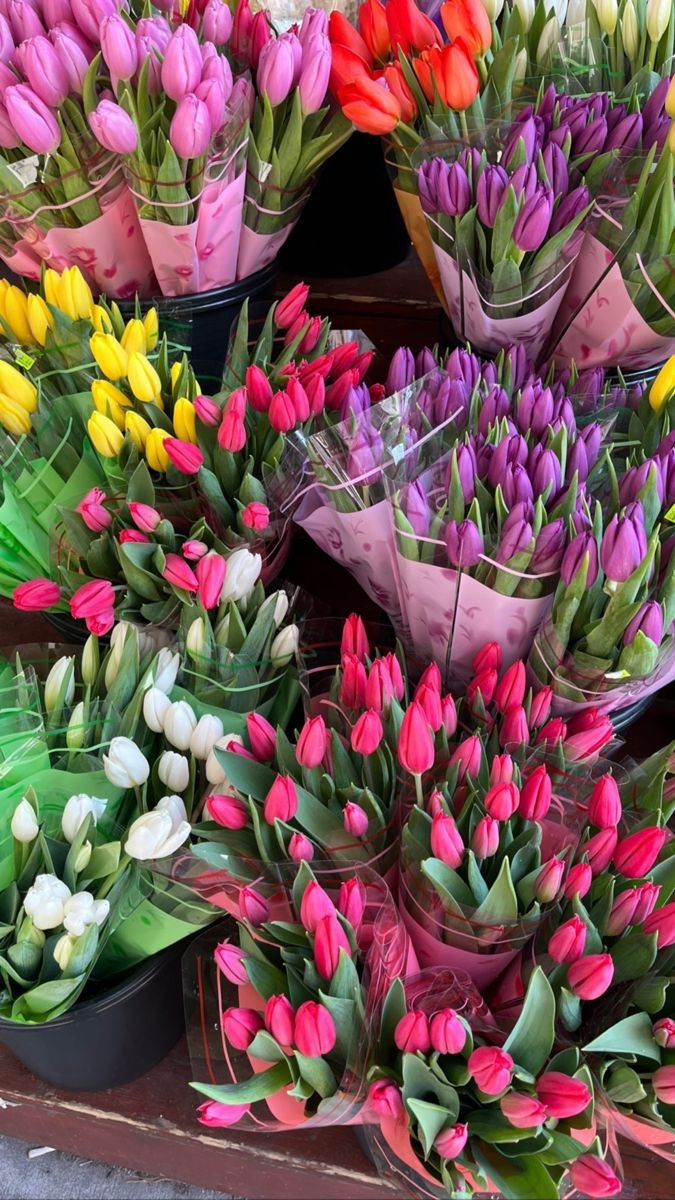 obsessed with tulips