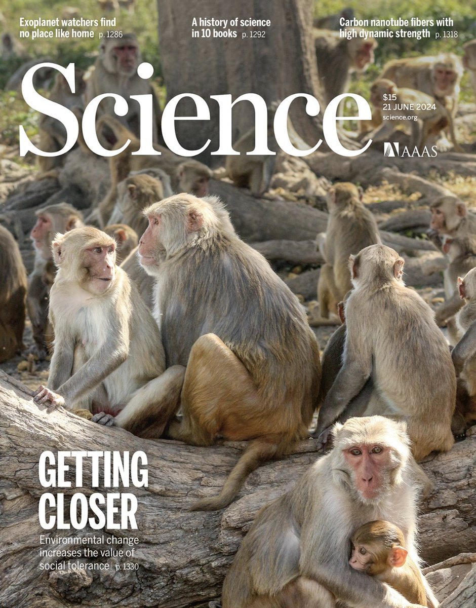 Camille Testard (@camilletestard) on Twitter photo *Very* excited to see the last study of my PhD making the cover of <a href="/ScienceMagazine/">Science Magazine</a> on the macaques of <a href="/CayoSantiagoPR/">Caribbean Primate Research Center</a>.
We show that ecological disturbances can alter selective pressures on social ties leading to persistent societal changes.
shorturl.at/i2WIB ๐งต๐ *Very* excited to see the last study of my PhD making the cover of <a href="/ScienceMagazine/">Science Magazine</a> on the macaques of <a href="/CayoSantiagoPR/">Caribbean Primate Research Center</a>.
We show that ecological disturbances can alter selective pressures on social ties leading to persistent societal changes.
shorturl.at/i2WIB ๐งต๐