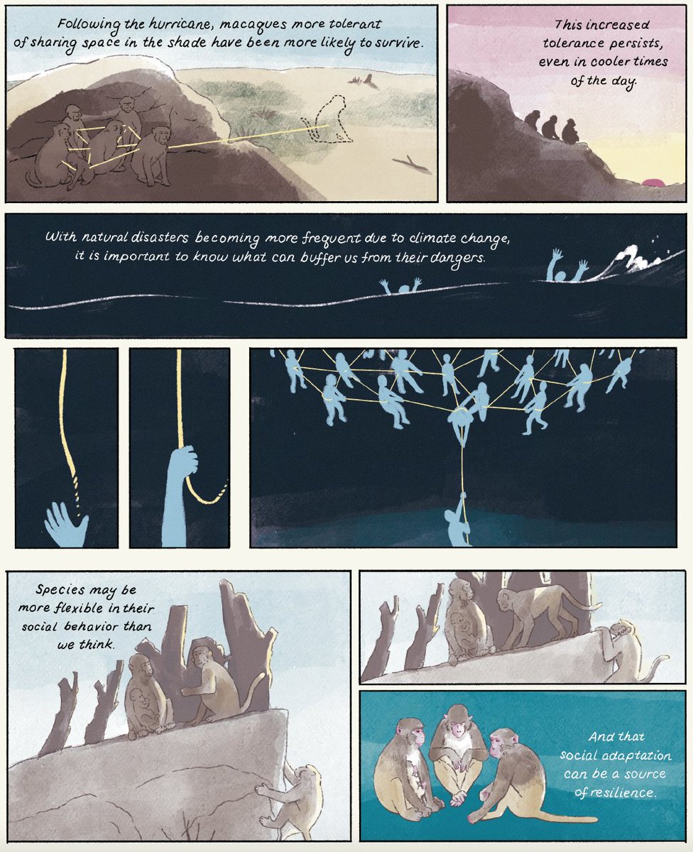 Camille Testard (@camilletestard) on Twitter photo These findings show the potential of social flexibility to provide resilience to rapid and unpredictable environmental disturbances and emphasize a dynamic link between the environment and fitness consequences of social behavior. Illustrative work by amazing <a href="/HuWantsToKnow/">Caroline Hu</a> below These findings show the potential of social flexibility to provide resilience to rapid and unpredictable environmental disturbances and emphasize a dynamic link between the environment and fitness consequences of social behavior. Illustrative work by amazing <a href="/HuWantsToKnow/">Caroline Hu</a> below