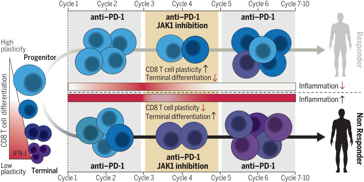 Waggoner Lab (@labwaggoner) on Twitter photo Janus kinase (JAK) inhibitors improve antitumor responses <a href="/ScienceMagazine/">Science Magazine</a> <a href="/MMarmarelis/">Melina Marmarelis</a> <a href="/andyjminn/">Andy Minn</a> <a href="/EJohnWherry/">E. John Wherry</a> <a href="/MdVeronika/">Veronika Bachanova MD</a> <a href="/Teijaro_Lab/">Teijaro Lab</a>
science.org/doi/10.1126/sc…
science.org/doi/10.1126/sc…
science.org/doi/10.1126/sc… Janus kinase (JAK) inhibitors improve antitumor responses <a href="/ScienceMagazine/">Science Magazine</a> <a href="/MMarmarelis/">Melina Marmarelis</a> <a href="/andyjminn/">Andy Minn</a> <a href="/EJohnWherry/">E. John Wherry</a> <a href="/MdVeronika/">Veronika Bachanova MD</a> <a href="/Teijaro_Lab/">Teijaro Lab</a>
science.org/doi/10.1126/sc…
science.org/doi/10.1126/sc…
science.org/doi/10.1126/sc…