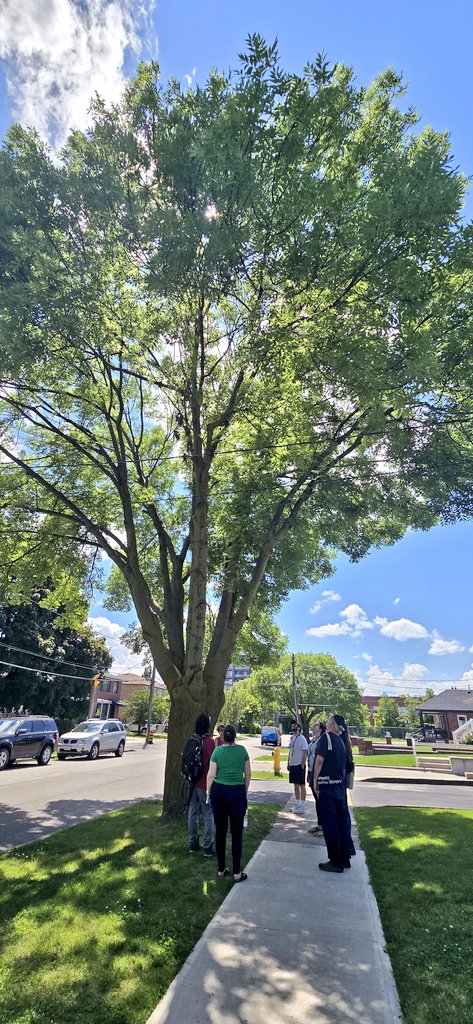 We have so many gorgeous trees in #Toronto! 🌳💚 Learn more about the #trees in your neighborhood with <a href="/TorontoPFR/">City of Toronto PFR</a> #NatureTO presentations + tree identification tours <a href="/torontolibrary/">Toronto Public Library</a> 😍