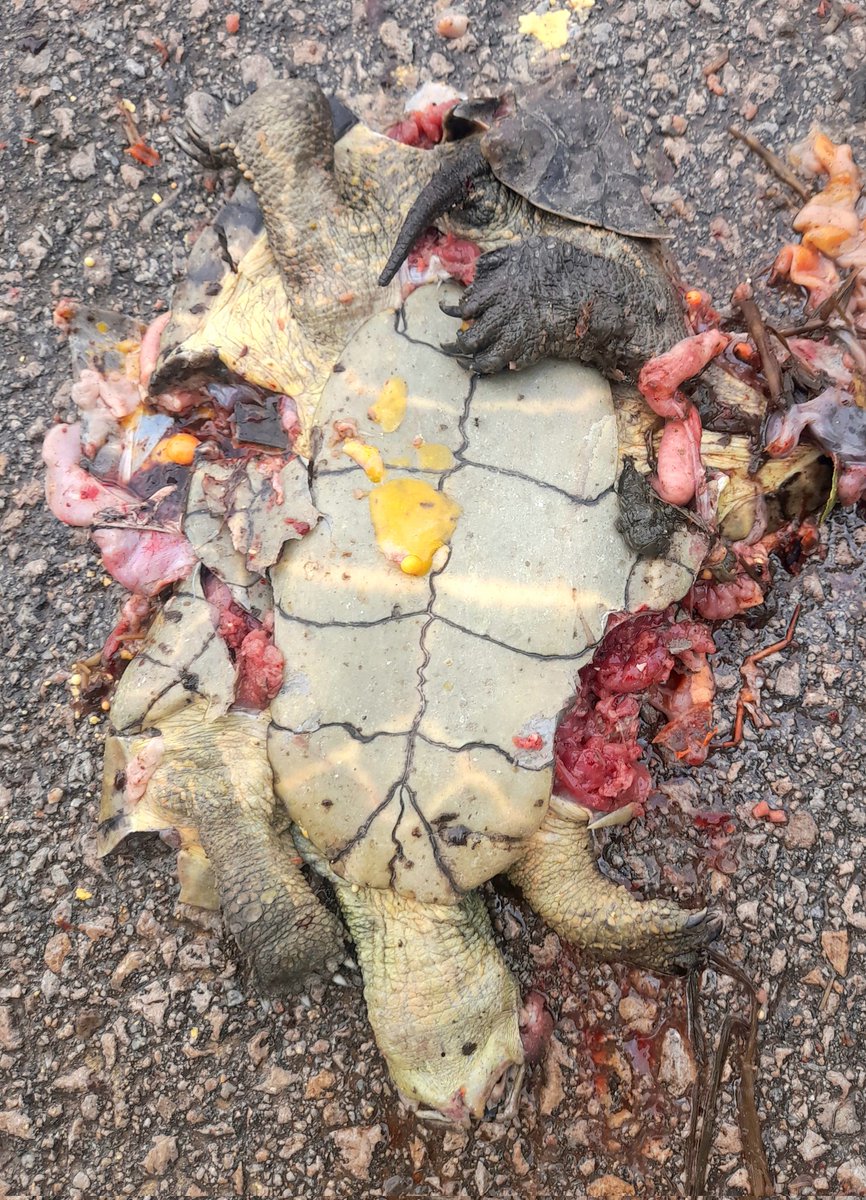 Als videojocs i als còmics quan un cotxe atropella una tortuga aquesta surt disparada o no li passa res.
A la realitat moren aixafades. Si en veieu una a la carretera pareu i ajudeu-la a creuar.
A la foto una femella de tortuga de rierol amb diverses dècades a la closca #albera