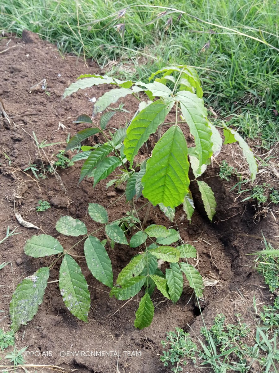 TeamSamburu's tweet photo. Let's wake up protect the Forests of Kenya...

Come we protect Kirisia Forest...

@highlight

#tutunzemazingiranalokitambaa
#ClimateActionNow https://t.co/aeWxQPixTk