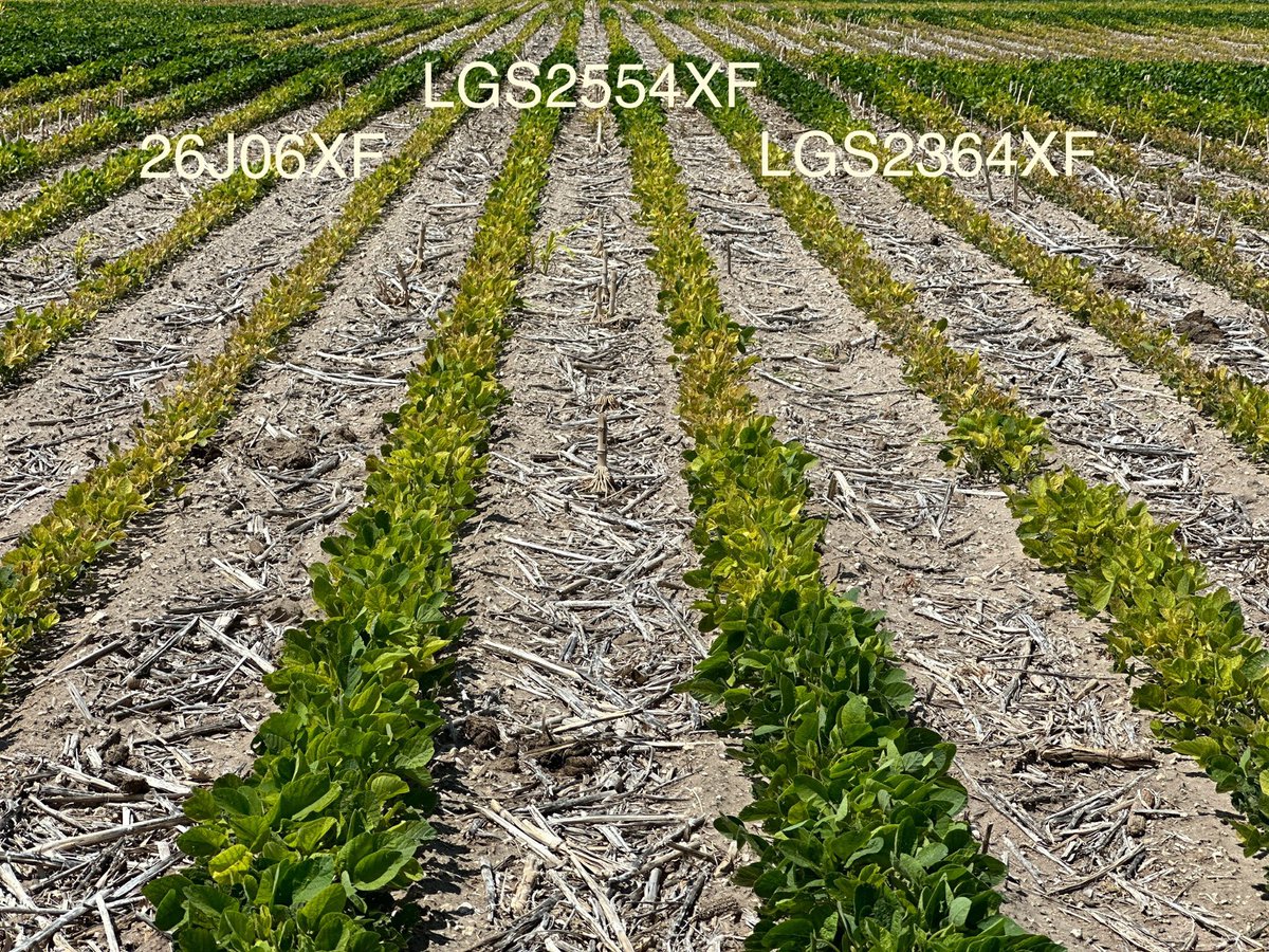 Devastation = Separation!!!!! Just the way I like my SOYBEAN IDC Trials! Excellent information gathering here in #grow2024   ⁦<a href="/LGSeeds/">LG Seeds</a>⁩
