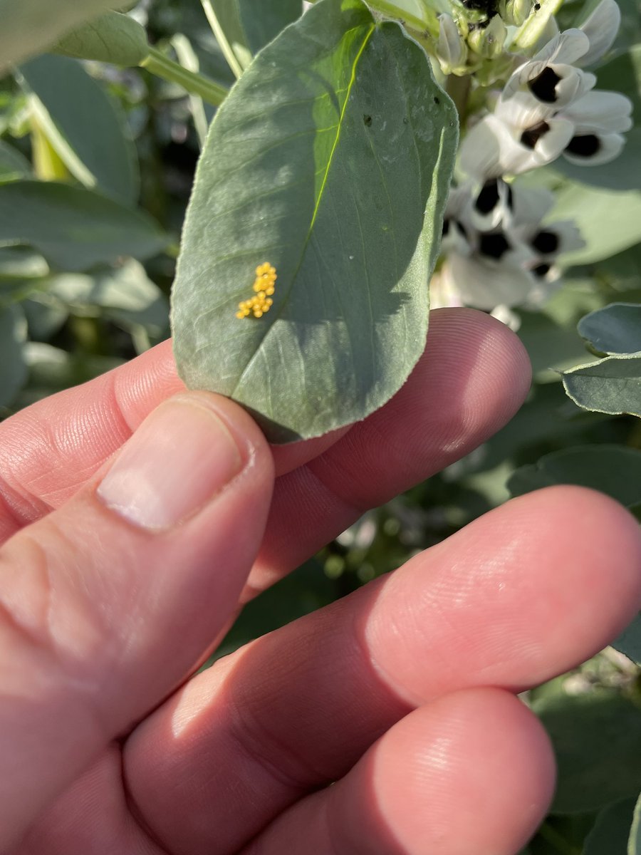 The problem with IPM is the cavalry is always playing catch up