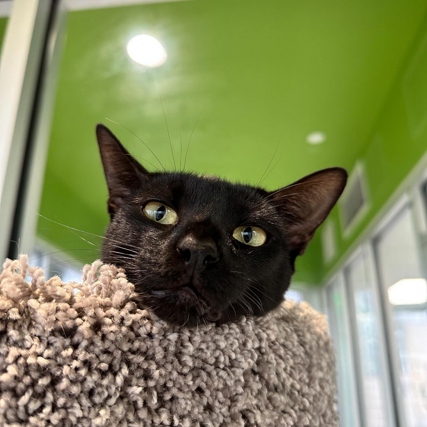 sahumane's tweet photo. Two cats are better than one, come meet bonded pair Batman &amp; Robin!! 🦇 They are a 9-month-old brother &amp; sister pair who would love to  join your loving family! They are a little more on the shy side, but you can tell they just  want all the love in the world. ❤️ Come meet them! https://t.co/HCNZToNHgg