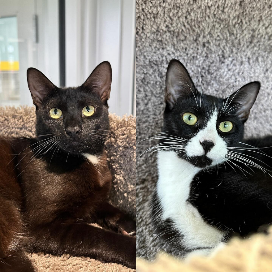 sahumane's tweet photo. Two cats are better than one, come meet bonded pair Batman &amp; Robin!! 🦇 They are a 9-month-old brother &amp; sister pair who would love to  join your loving family! They are a little more on the shy side, but you can tell they just  want all the love in the world. ❤️ Come meet them! https://t.co/HCNZToNHgg