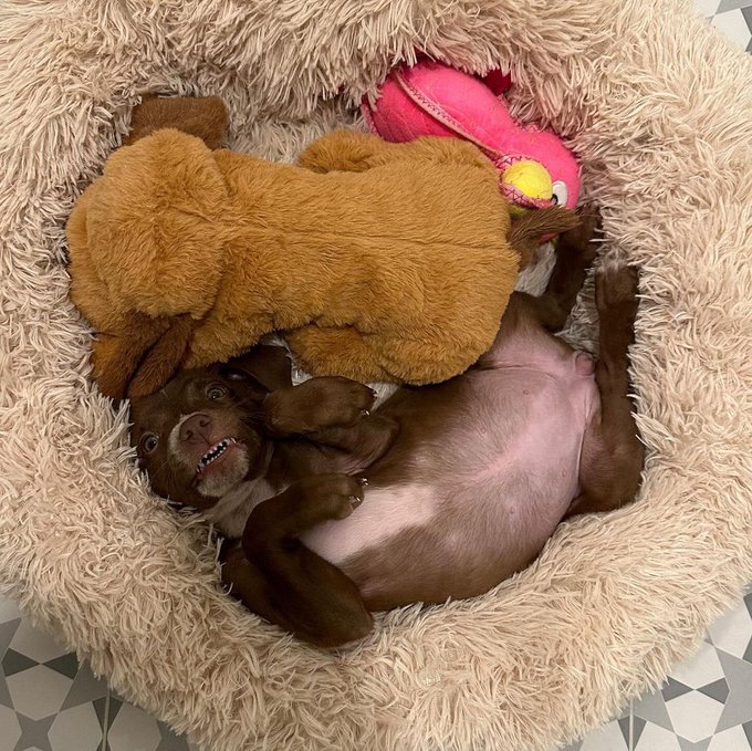 Watch WeRateDogs's leaked NSFW photo on TwXstars