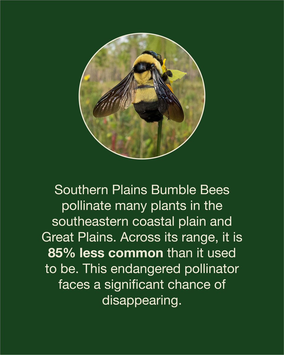 A diversity of flowering plants AND grasses create great structure to the habitat crucial for both upland birds and pollinators. 

Native grasses also play an important role in the lifecycle of butterflies, bees, and other pollinators because they offer nesting habitat needed to