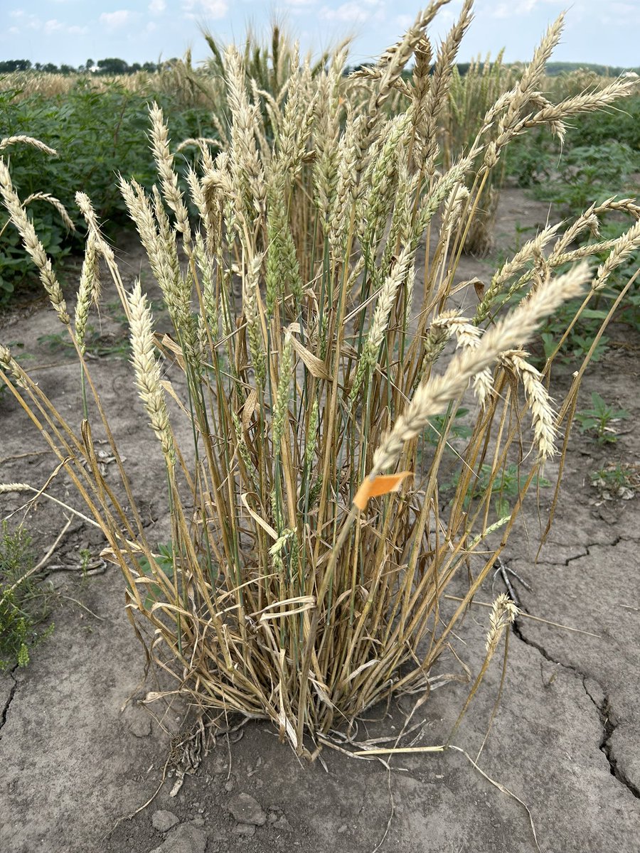 last field selection task of 2024: final selection of F3 single plants (space planted) that will generate F3:F4 lines. Not sure how effective this is, but it feels wrong not to try. 

This one is giving me good vibes. #plantbreeding