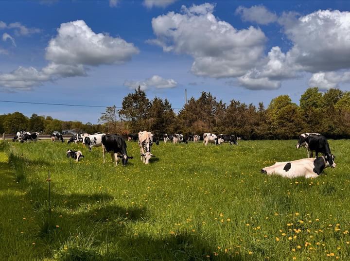 Member's Profile/Profil de membre
Loyalyn Holsteins is a 35 cow tie stall operation just outside of Owen Sound, Ontario. Loyalyn was started in 1967 by Lloyd and Rosalyn Bumstead and taken over by Rob and Alice Bumstead in 2000. They strive to breed long lasting functional cattle